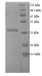 Greater than 90% as determined by SDS-PAGE.