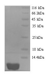 Greater than 90% as determined by SDS-PAGE.