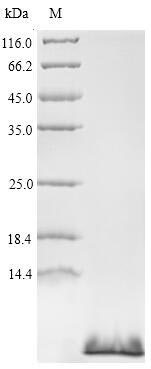 Greater than 90% as determined by SDS-PAGE.