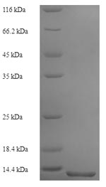 Greater than 90% as determined by SDS-PAGE.