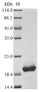 Greater than 85% as determined by SDS-PAGE.