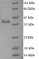 Greater than 90% as determined by SDS-PAGE.
