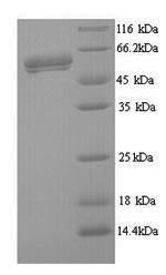 Greater than 90% as determined by SDS-PAGE.Recombinant Human Respiratory Syncytial Virus A Fusion Glycoprotein F0 (F) Protein (His)