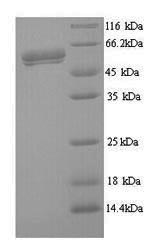 Greater than 90% as determined by SDS-PAGE.