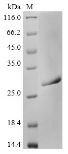 Greater than 90% as determined by SDS-PAGE.Recombinant Endo-Beta-N-Acetylglucosaminidase H Protein (His)