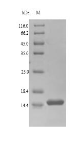 Greater than 90% as determined by SDS-PAGE.Recombinant Bertholletia Excelsa 2S Sulfur-Rich Seed Storage Protein 1 (BE2S1) Protein (His)