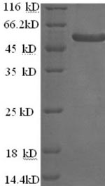 Greater than 90% as determined by SDS-PAGE.Recombinant Saccharomyces Cerevisiae Alpha-Galactosidase 1 (MEL1) Protein (His)