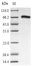 Greater than 85% as determined by SDS-PAGE.Recombinant Lassa Virus Nucleoprotein (N)