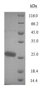 Greater than 90% as determined by SDS-PAGE.Recombinant Bordetella Pertussis Pertussis Toxin Subunit 1 (PTXA) Protein (His)
