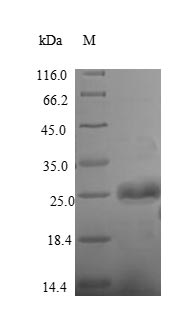 Greater than 90% as determined by SDS-PAGE.Recombinant Bacillus Thuringiensis Subsp. Pesticidal Crystal Protein Cry1Ac (CRY1AC) Protein (His)