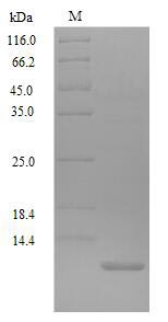 Greater than 90% as determined by SDS-PAGE.Recombinant Fruit Fly Accessory Gland-Specific Peptide 70A (SP)