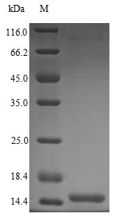 Greater than 85% as determined by SDS-PAGE.