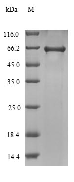 Greater than 90% as determined by SDS-PAGE.Recombinant Agrobacterium Fabrum Single-Strand Dna-Binding Protein (VIRE2) Protein (His)
