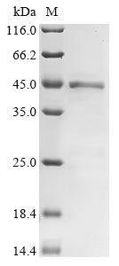 Greater than 85% as determined by SDS-PAGE.Recombinant Suid Herpesvirus 1 Envelope Glycoprotein E (GE) Protein (His)