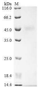 Greater than 90% as determined by SDS-PAGE.Recombinant Rat Submandibular Gland Secretory Glx-Rich Protein Cb (GRPCB) Protein (His)