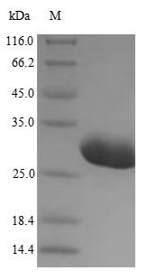 Greater than 90% as determined by SDS-PAGE.Recombinant Staphylococcus Aureus Enterotoxin Type H (ENTH) Protein (His)