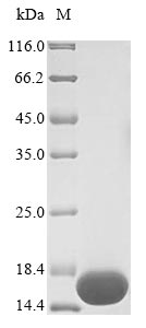 Greater than 90% as determined by SDS-PAGE.