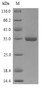 Greater than 90% as determined by SDS-PAGE.