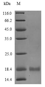 Greater than 85% as determined by SDS-PAGE.