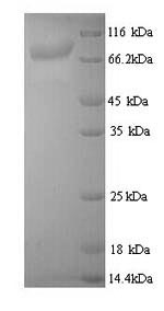 Greater than 90% as determined by SDS-PAGE.Recombinant Bacillus Thuringiensis Subsp. Pesticidal Crystal Protein Cry3Aa (CRY3AA) Protein (His)