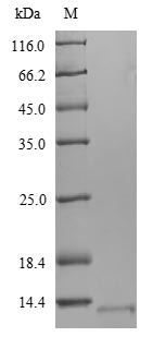 Greater than 90% as determined by SDS-PAGE.Recombinant Mycobacterium Tuberculosis 6 Kda Early Secretory Antigenic Target (ESXA) Protein (His)
