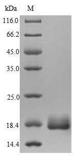 Greater than 90% as determined by SDS-PAGE.Recombinant Mycobacterium Bovis Alpha-Crystallin (HSPX) Protein (His)