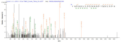 Based on the SEQUEST from database of Yeast host and target protein, the LC-MS/MS Analysis result of this product could indicate that this peptide derived from Yeast-expressed Mycobacterium tuberculosis mpt64.Recombinant Mycobacterium Tuberculosis Immunogenic Protein Mpt64 (MPT64) Protein (His)