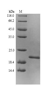 Greater than 90% as determined by SDS-PAGE.