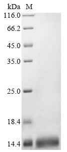 Greater than 90% as determined by SDS-PAGE.Recombinant Dna-Binding Protein Fis (FIS) Protein (His)