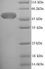 Greater than 90% as determined by SDS-PAGE.