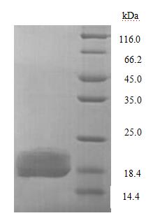 Greater than 90% as determined by SDS-PAGE.