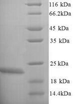 Greater than 90% as determined by SDS-PAGE.