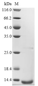 Greater than 90% as determined by SDS-PAGE.