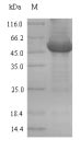Greater than 90% as determined by SDS-PAGE.