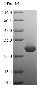 Greater than 90% as determined by SDS-PAGE.Recombinant Rat Mast Cell Protease 2 (MCPT2) Protein (His&Myc)