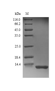 Greater than 90% as determined by SDS-PAGE.Recombinant Rat Complement C3 (C3) Protein (His)