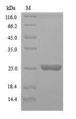 Greater than 90% as determined by SDS-PAGE.Recombinant Saccharomyces Cerevisiae Gtp-Binding Protein Ypt1 (YPT1) Protein (His)