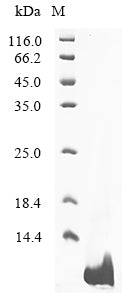Greater than 90% as determined by SDS-PAGE.