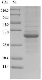Greater than 85% as determined by SDS-PAGE.