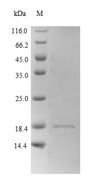 Greater than 90% as determined by SDS-PAGE.