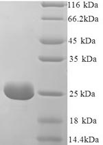 Greater than 90% as determined by SDS-PAGE.Recombinant Chicken Riboflavin-Binding Protein (RBP) Protein (His)