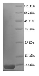 Greater than 90% as determined by SDS-PAGE.