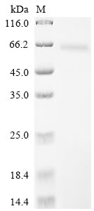 Greater than 85% as determined by SDS-PAGE.Recombinant Sindbis Virus Non-Structural Polyprotein (P1234)