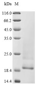Greater than 85% as determined by SDS-PAGE.