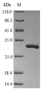 Greater than 85% as determined by SDS-PAGE.Recombinant Bunyavirus La Crosse Nucleoprotein (N) Protein (His)