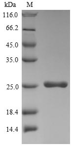 Greater than 85% as determined by SDS-PAGE.Recombinant Hepatitis Delta Virus Genotype I Small Delta Antigen (S-HDAG) Protein (His&Myc)