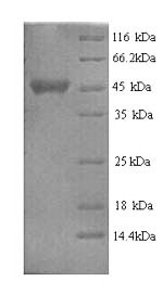 Greater than 90% as determined by SDS-PAGE.
