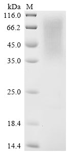 Greater than 90% as determined by SDS-PAGE.Recombinant Saccharomyces Cerevisiae Saccharopepsin (PEP4) Protein (His-sumostar)