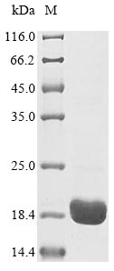 Greater than 90% as determined by SDS-PAGE.Recombinant Bovine Odorant-Binding Protein (OBP)