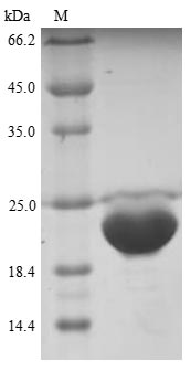 Greater than 85% as determined by SDS-PAGE.Recombinant Bovine Odorant-Binding Protein (OBP) Protein (His)